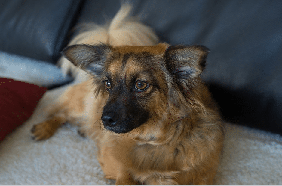 petit chien allongé