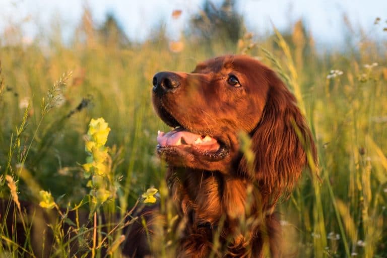 plantes toxiques pour le chien