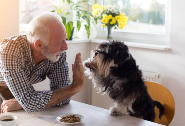 pâtée maison pour chien