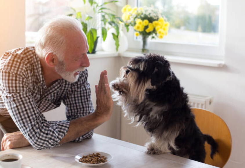 pâtée maison pour chien