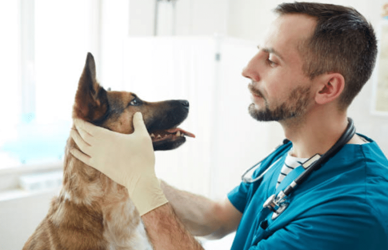 vétérinaire chien
