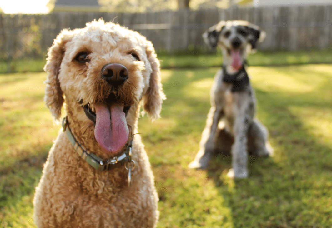 deux chiens dans l'herbe
