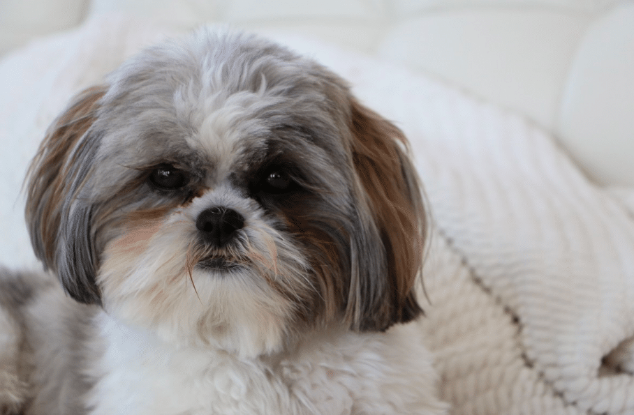 Shih Tzu