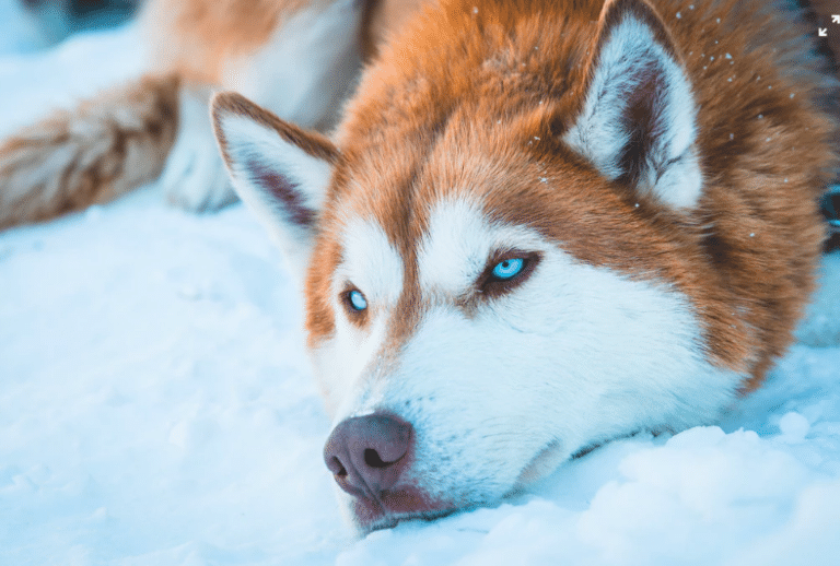 Husky