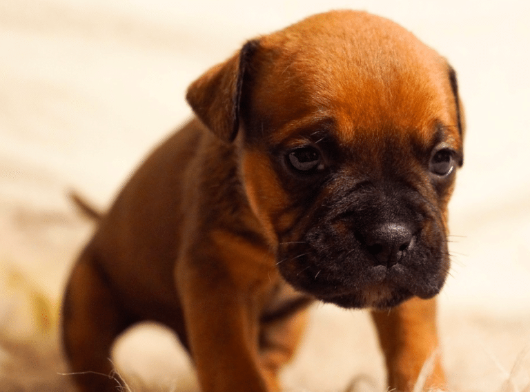 chiot