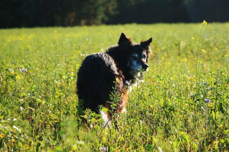 chien champ