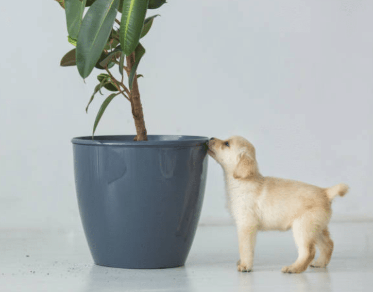 chiot et plante