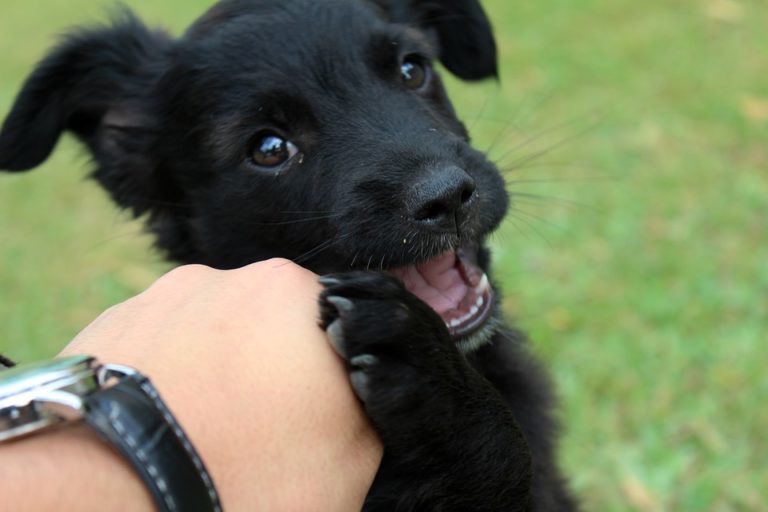 chiot