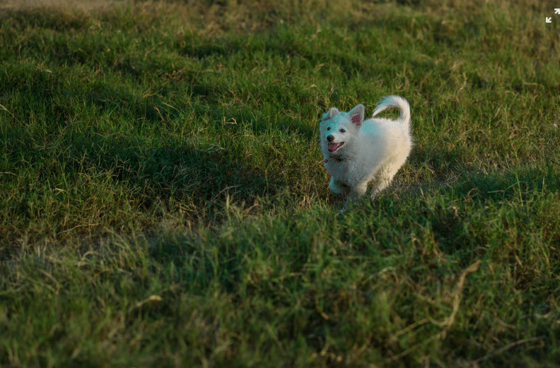 chien qui court dans l'herbe