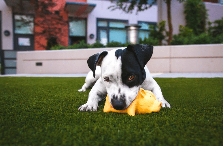 petit chien avec jouet