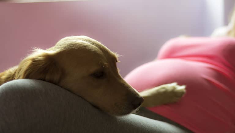 chienne enceinte