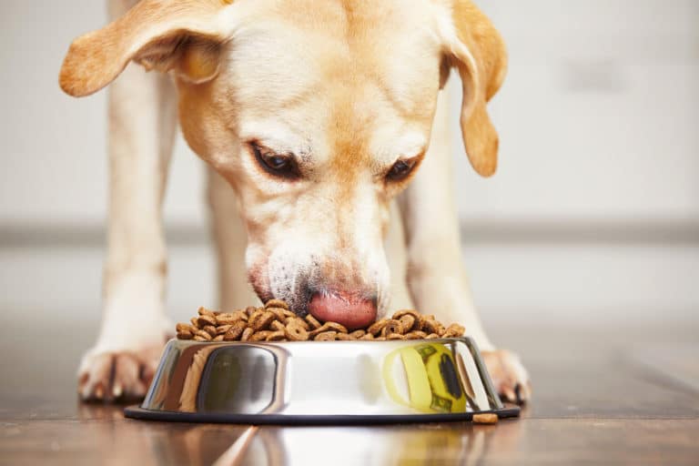 chien mange croquettes