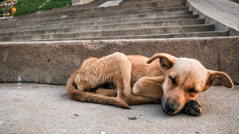 chien errant seul