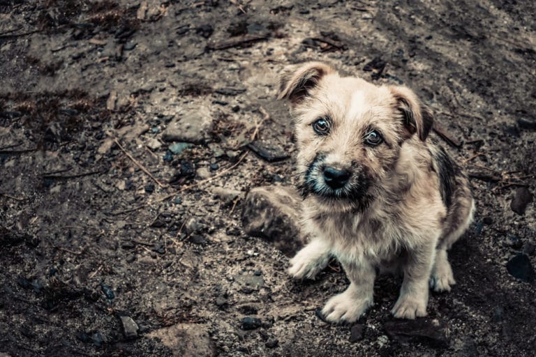 chien sale abandonné