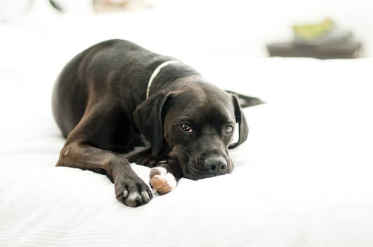 chien malade