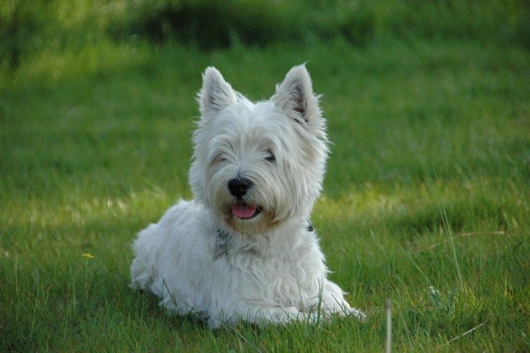 Westie Westie West Highland White Terrier