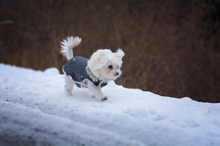 chien manteau