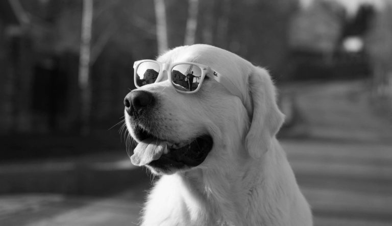 chien lunettes