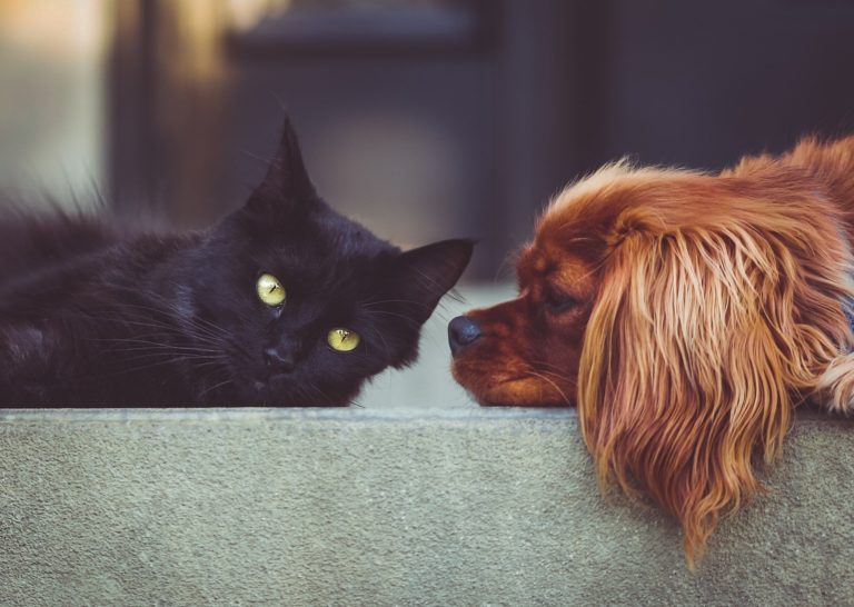 chien et chat