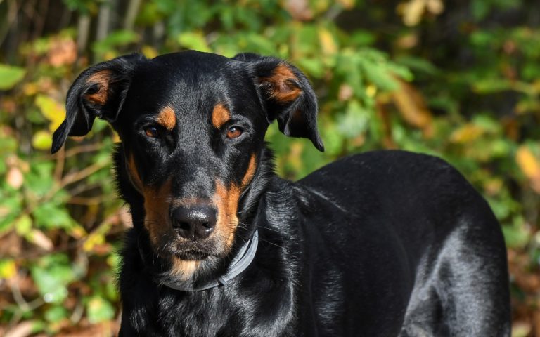 chien beauceron