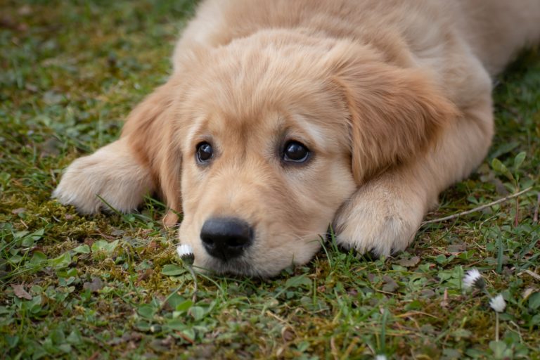 chiot triste