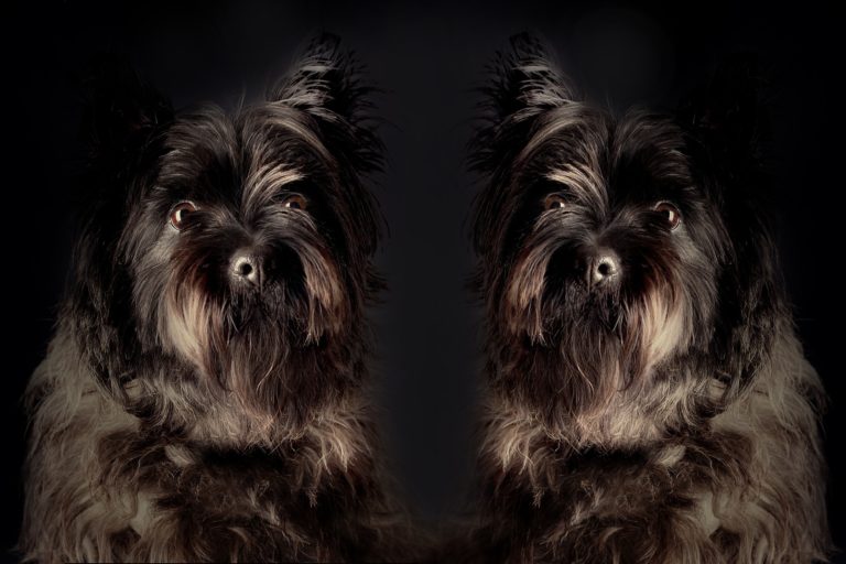 chien clone