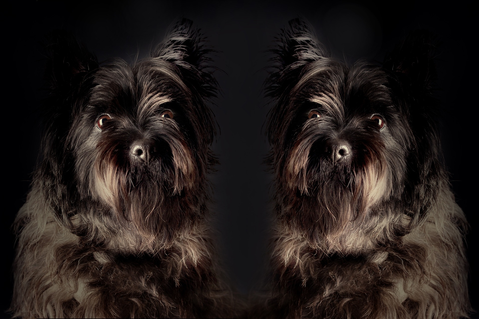 chien clone
