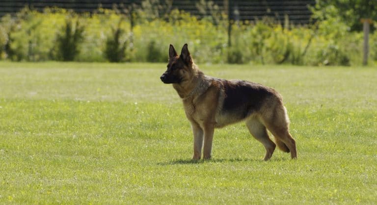 Berger Allemand