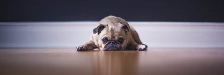 Chien couché