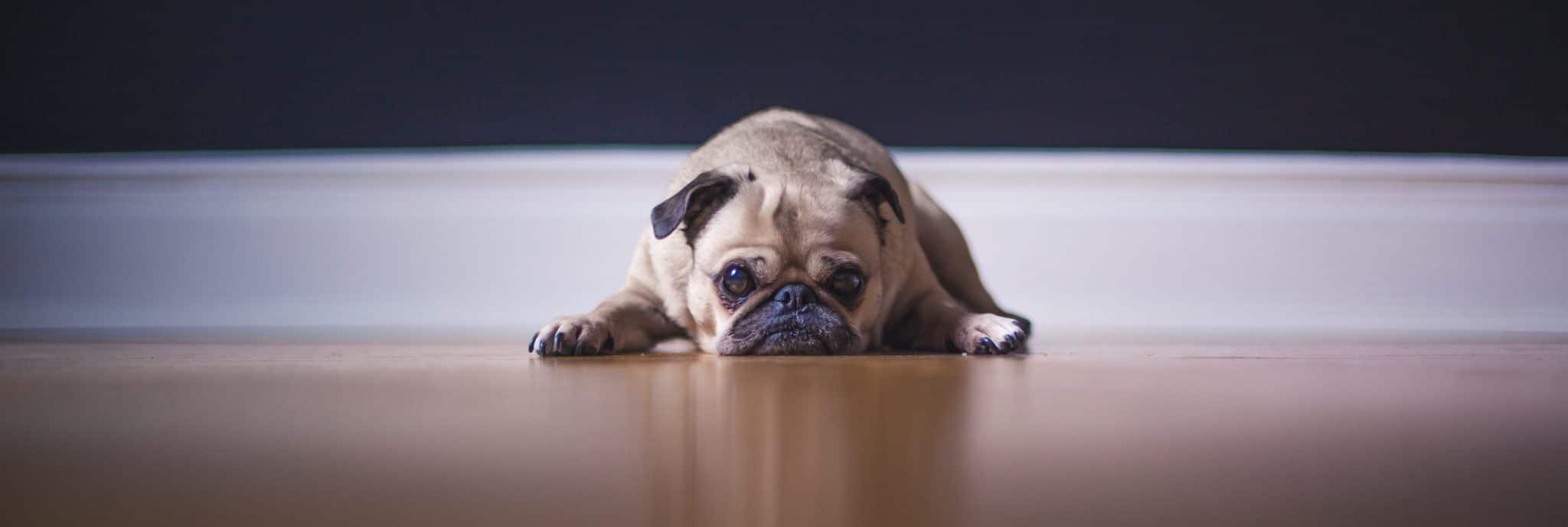 Chien couché