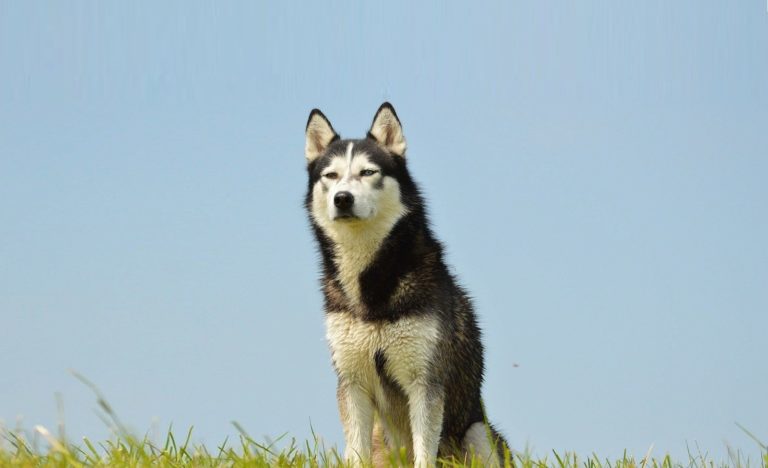 chien husky