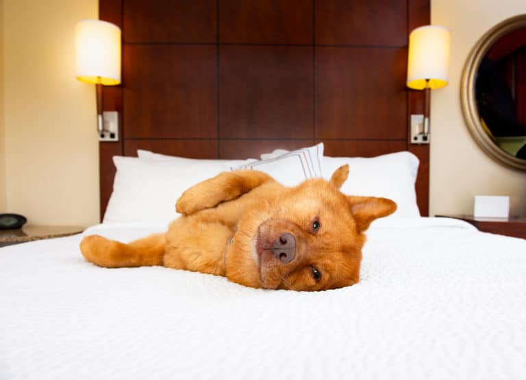 chien hôtel lit
