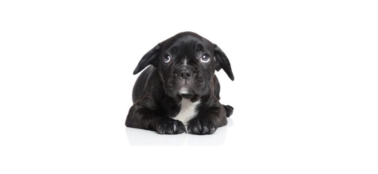 peur chien
