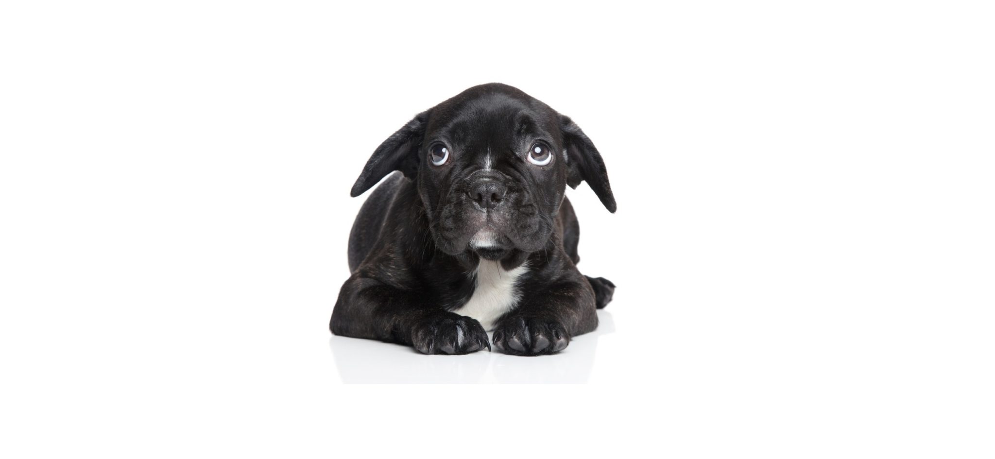 peur chien