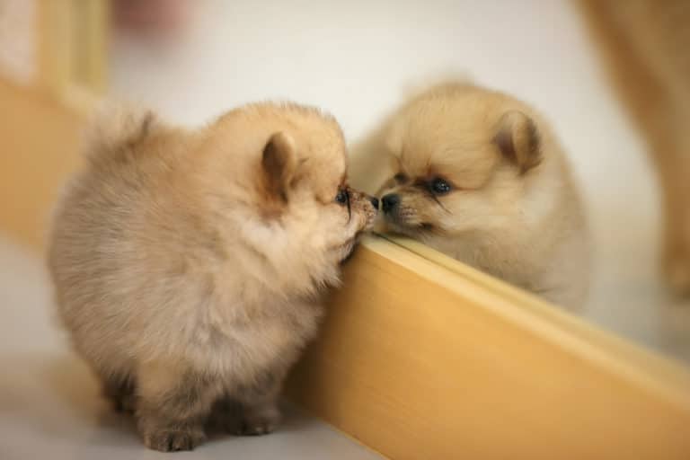 chien miroir