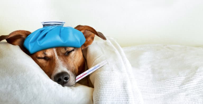 chien malade fièvre