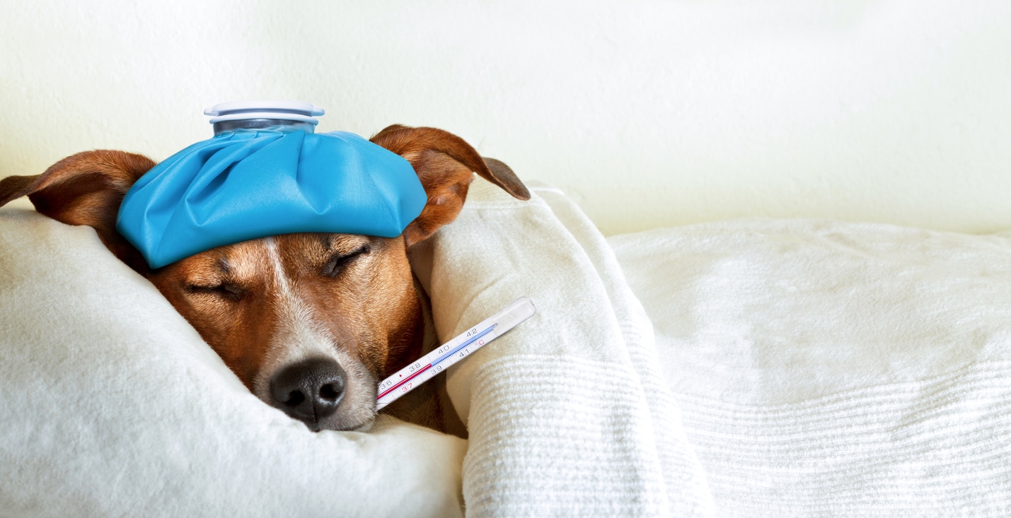chien malade fièvre