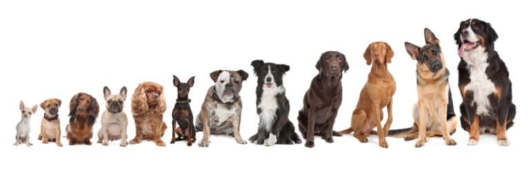 chiens par taille