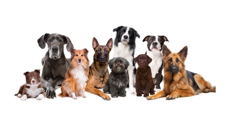 groupe de 9 chiens