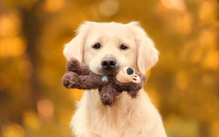 chien jouet peluche