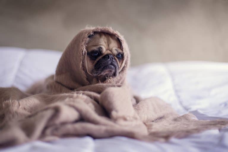 Chien malade