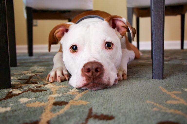 chien couché