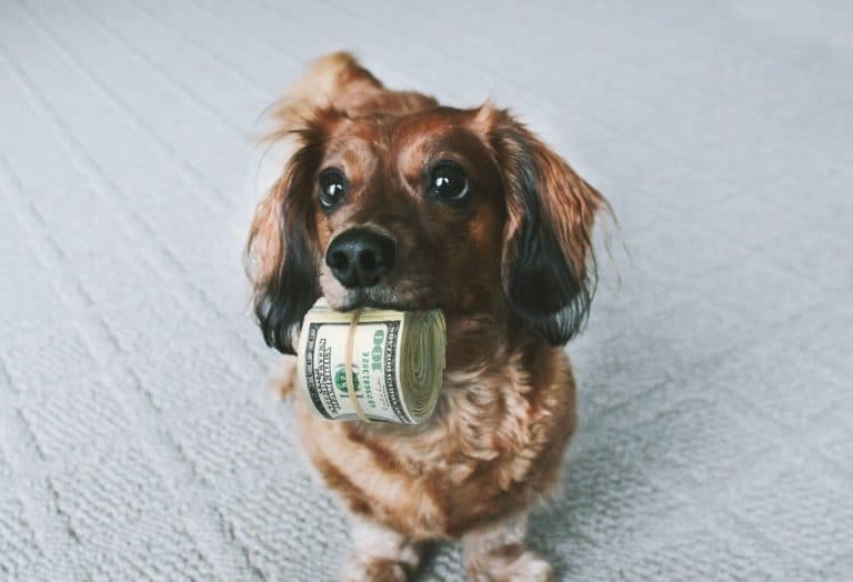 chien argent