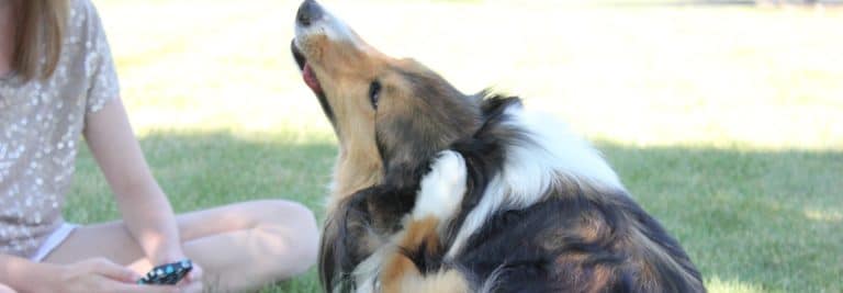 chien qui se gratte