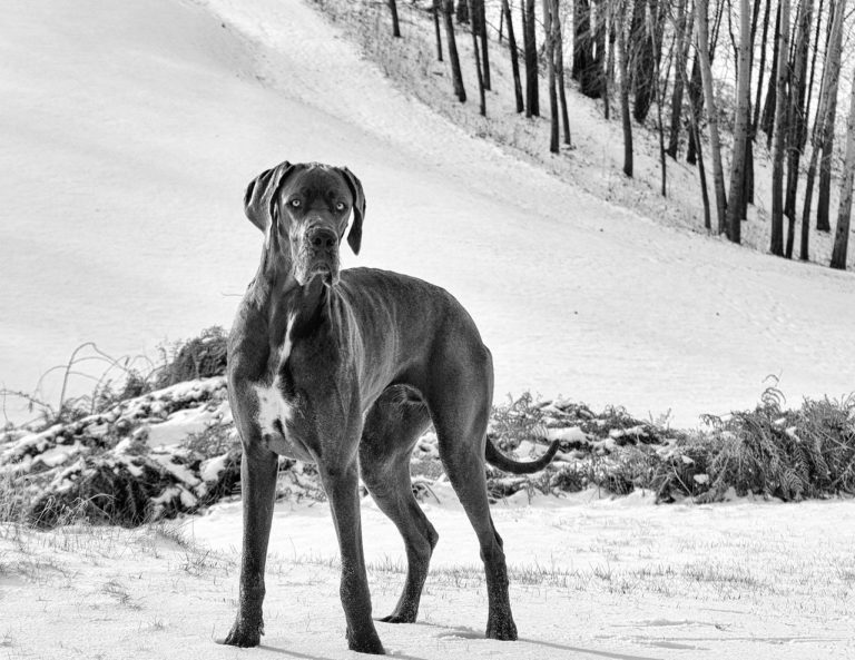 Grand Danois