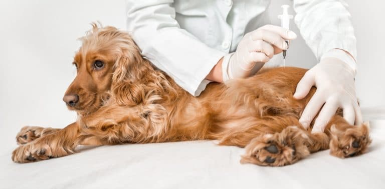 vaccin chien