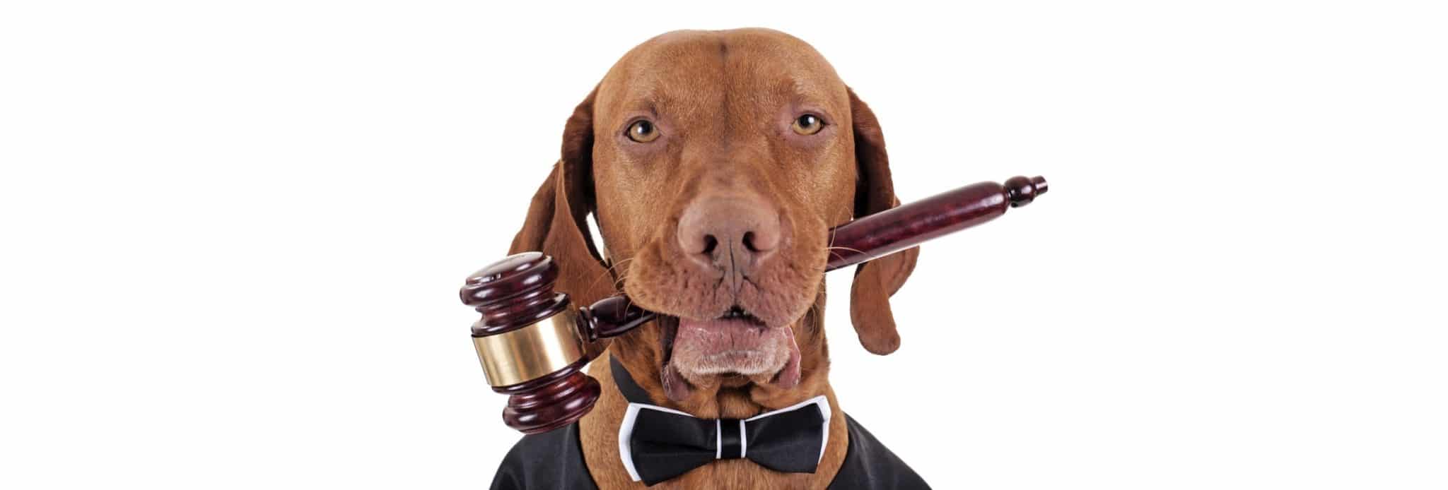 chien droits