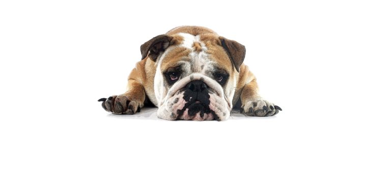 Bouledogue