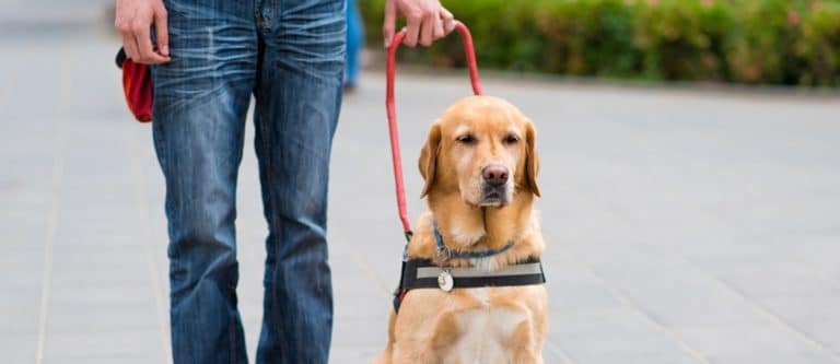 chien guide