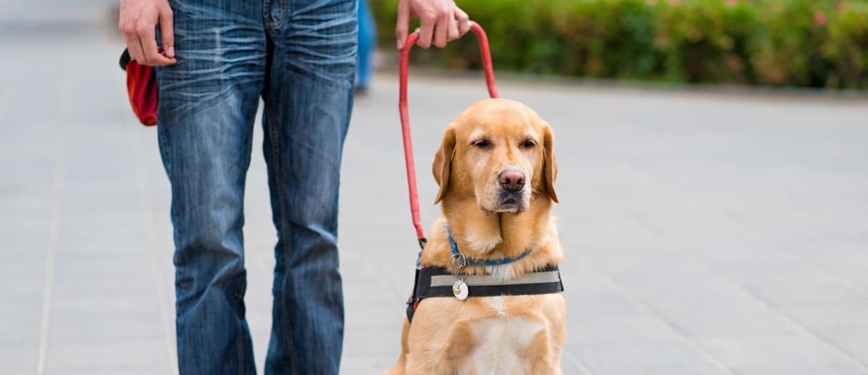 Un restaurateur chasse un nonvoyant à cause de son chien